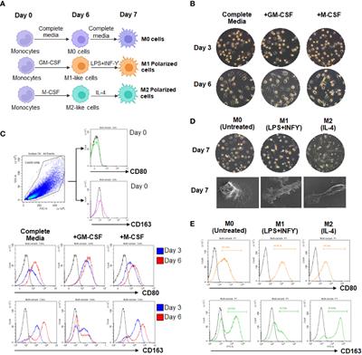 Oleamide-Mediated Polarization of M1 Macrophages and IL-1β Production by Regulating NLRP3-Inflammasome Activation in Primary Human Monocyte-Derived Macrophages